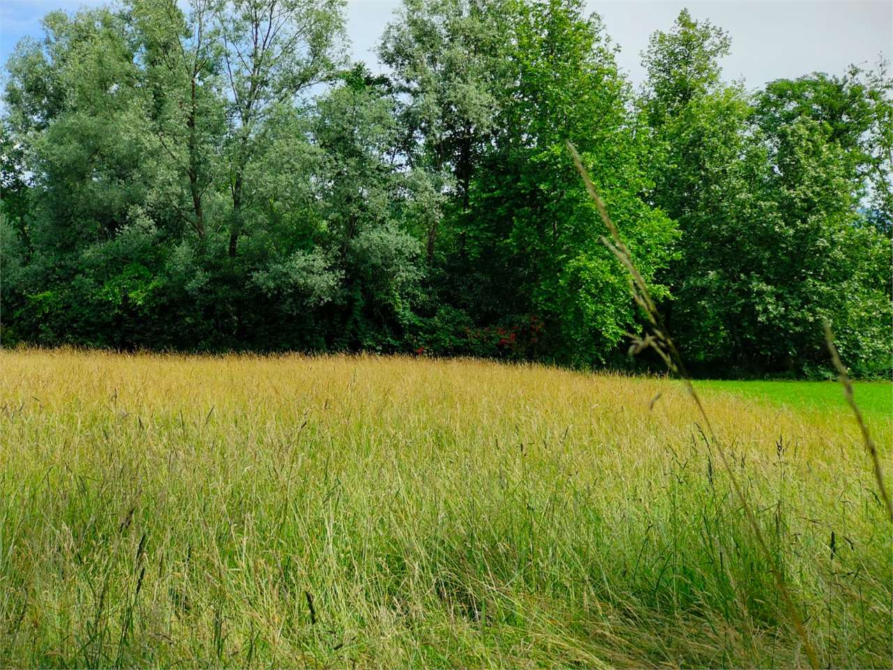 immagine annuncio 4 di 8