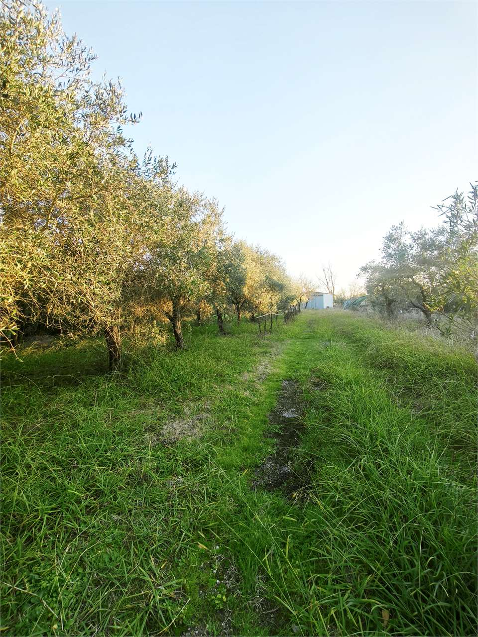 immagine annuncio 3 di 6