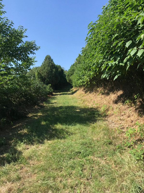 immagine annuncio 6 di 10