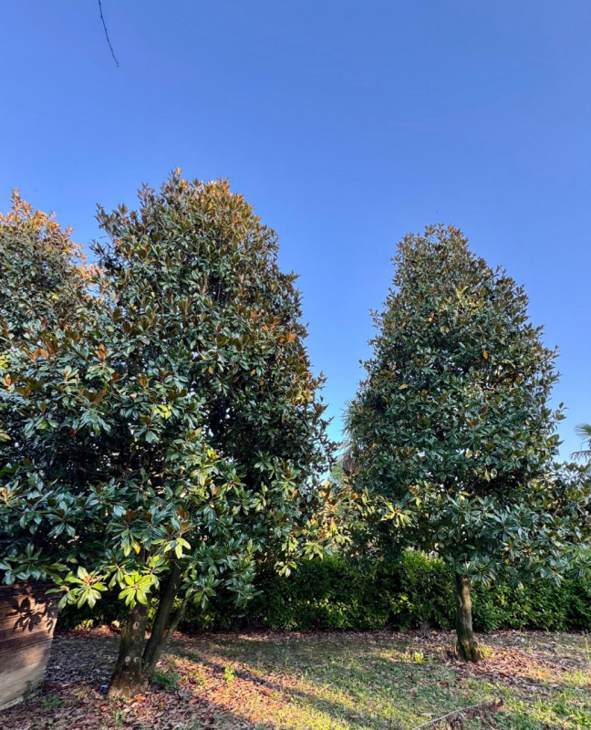 immagine annuncio 3 di 8