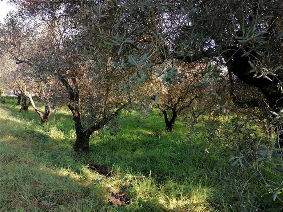 immagine annuncio 6 di 7