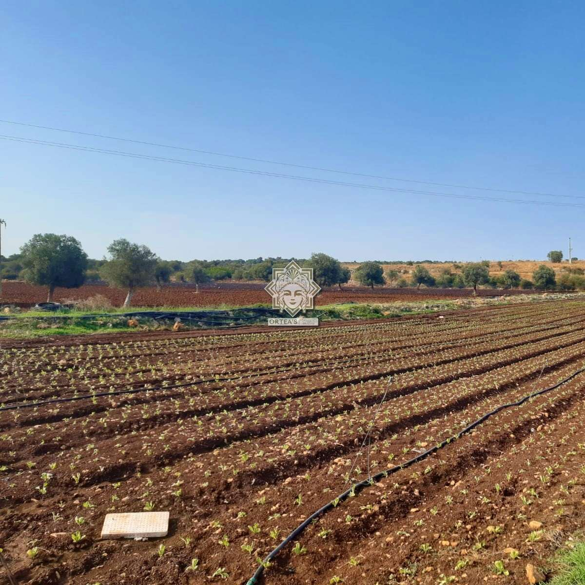 immagine annuncio 5 di 6