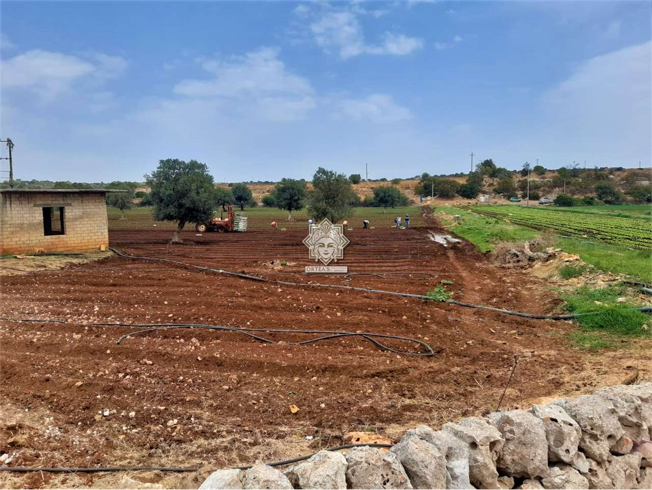 immagine annuncio 3 di 6