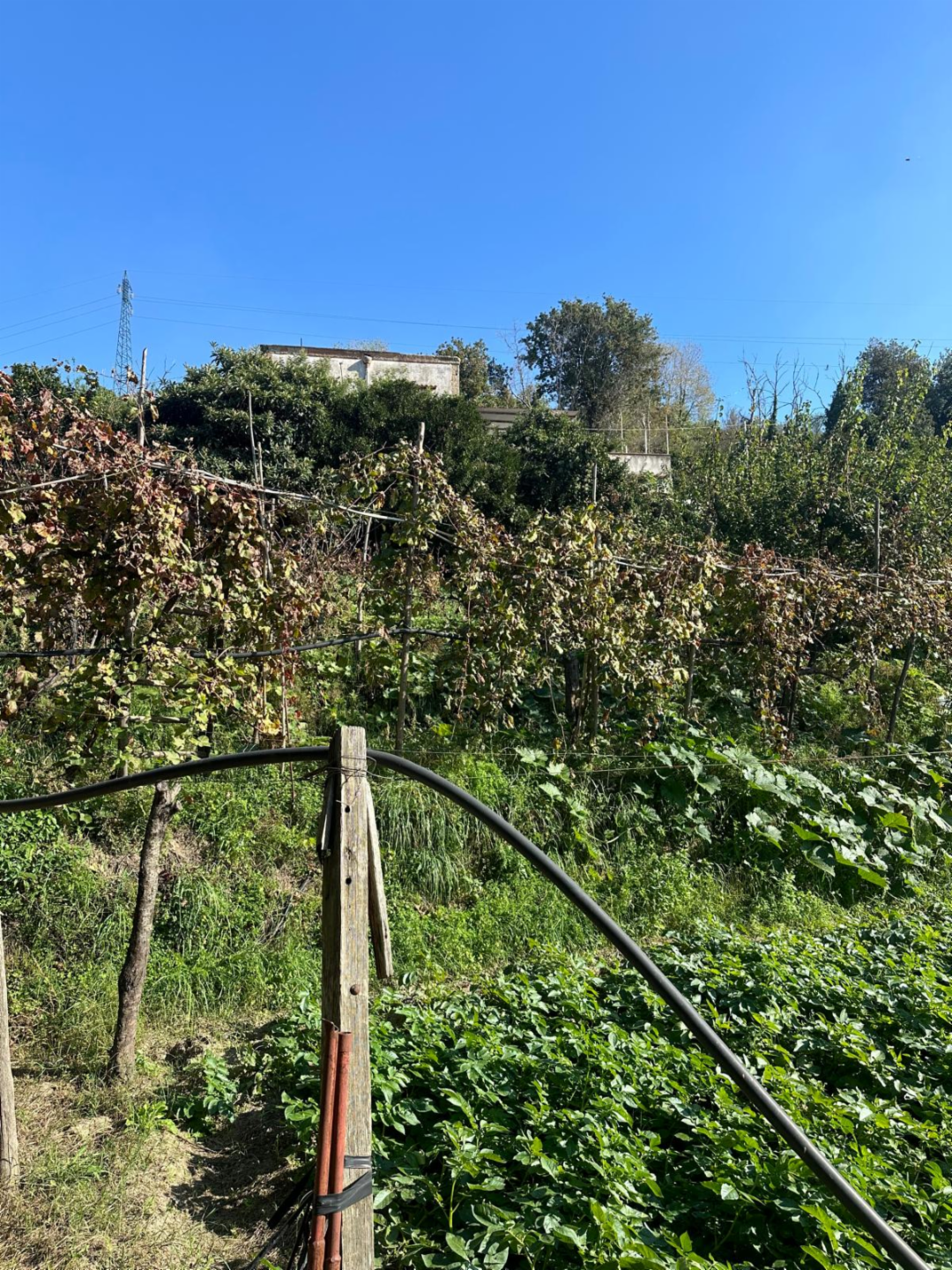 immagine annuncio 1 di 6