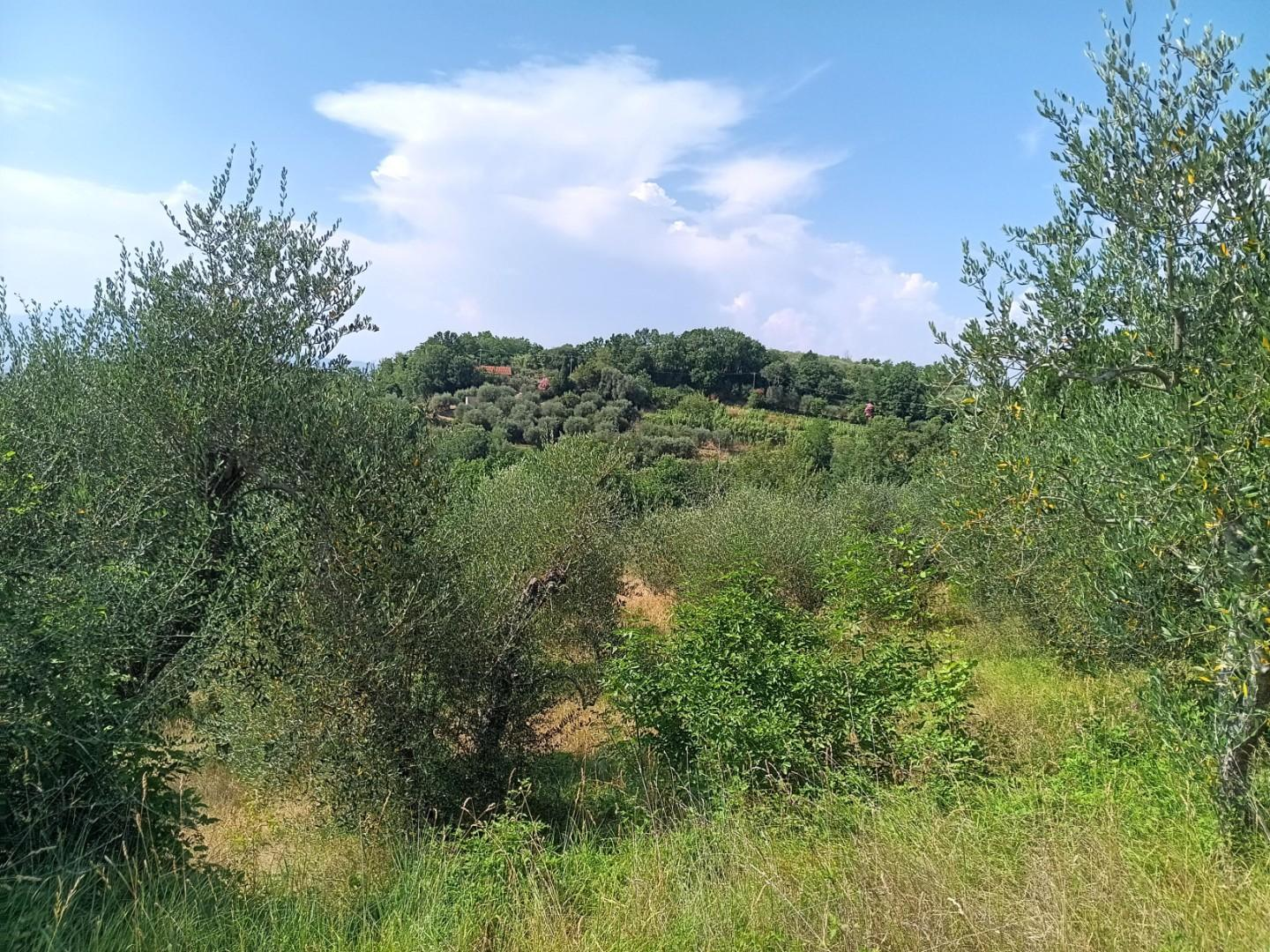 immagine annuncio 4 di 6