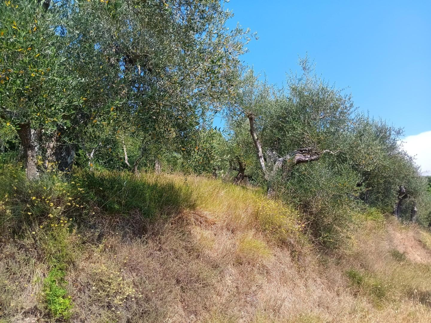 immagine annuncio 3 di 6