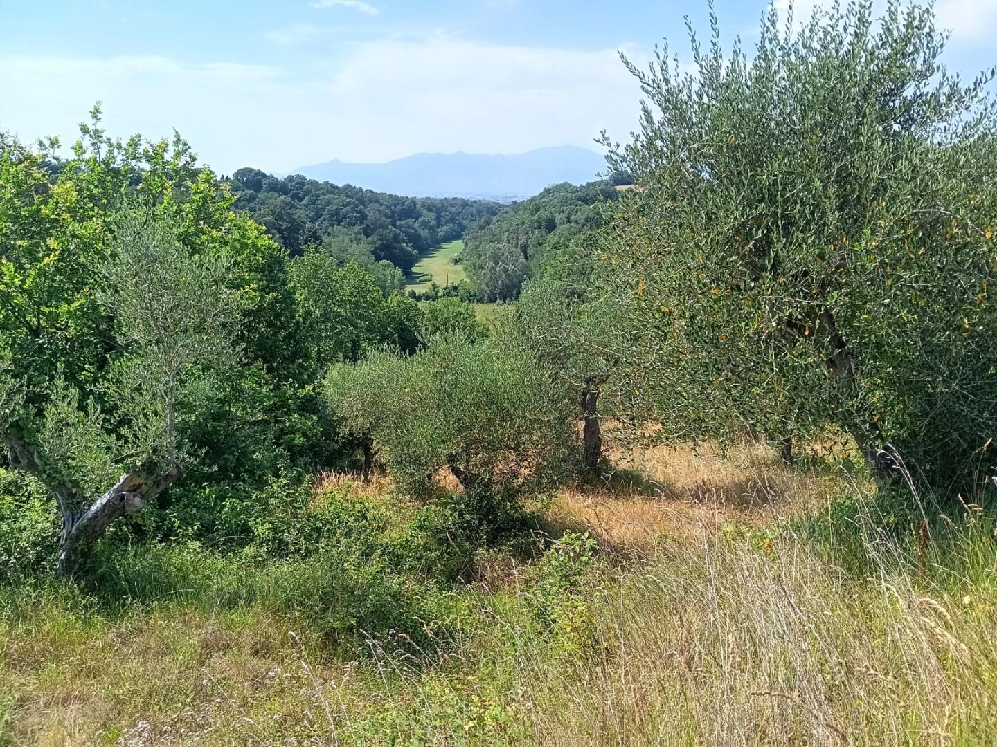 immagine annuncio 5 di 6