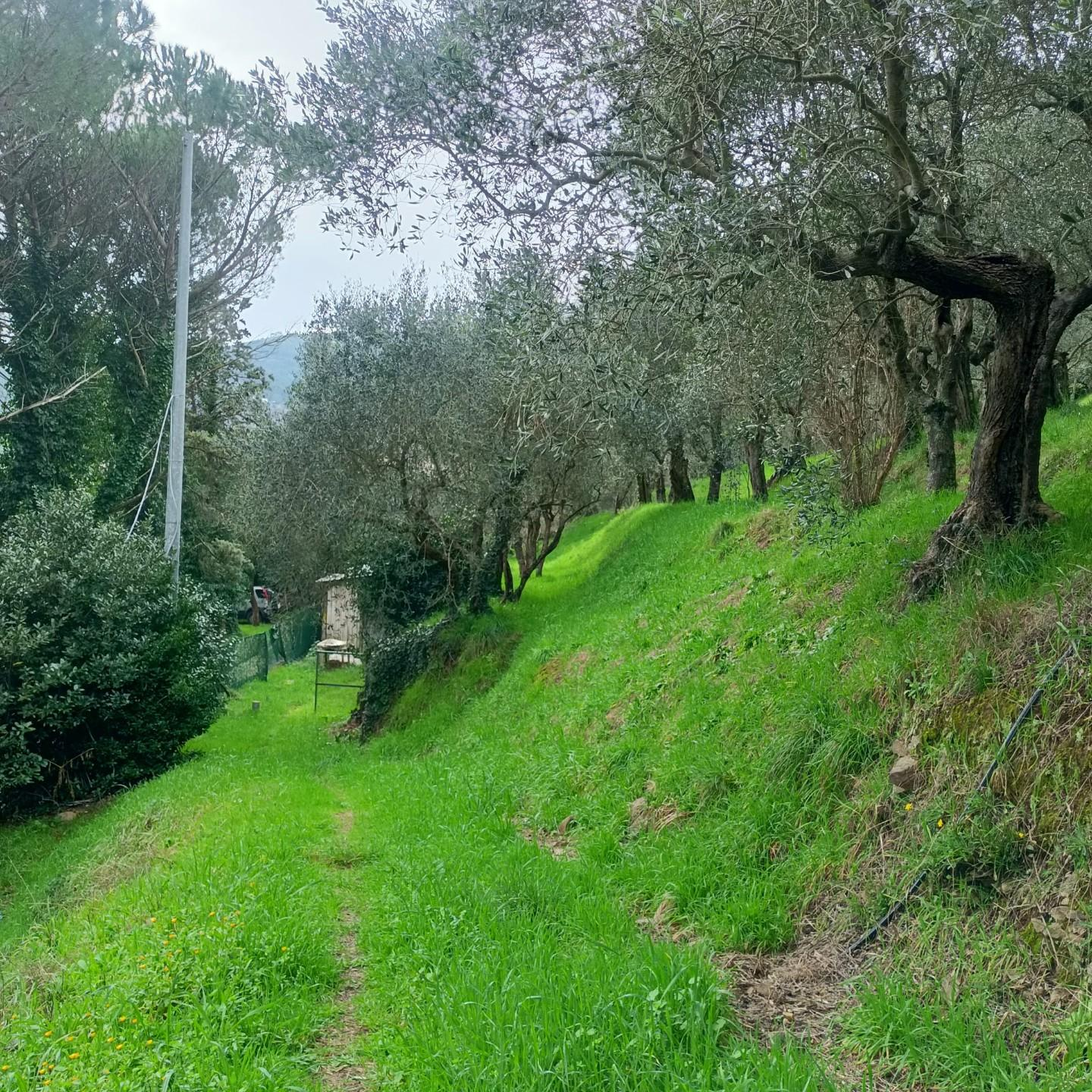 immagine annuncio 2 di 9