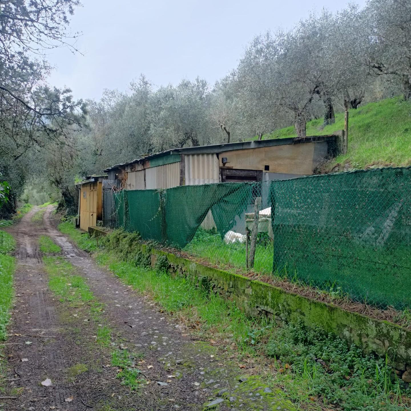 terreno agricolo in vendita a Vicopisano