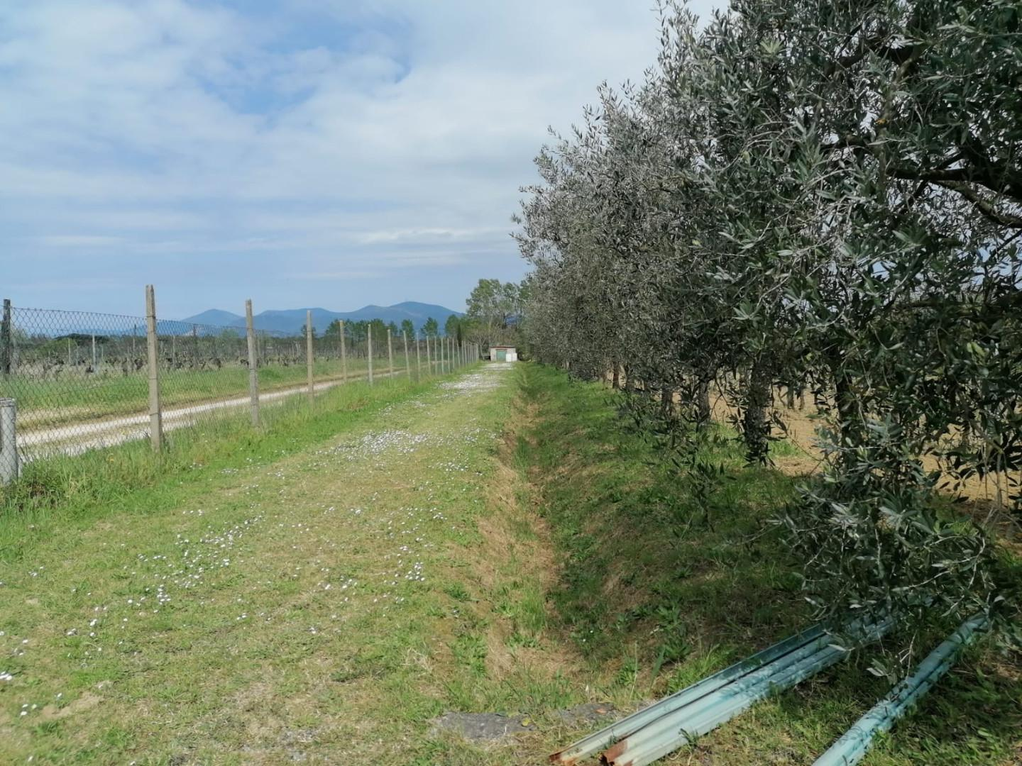 immagine annuncio 7 di 10
