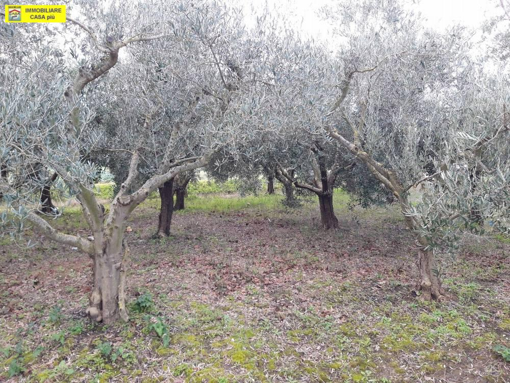 immagine annuncio 3 di 6