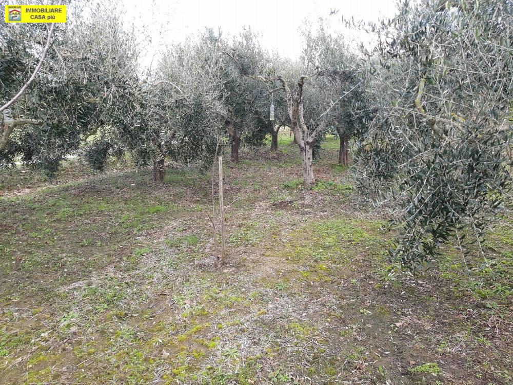 immagine annuncio 5 di 6