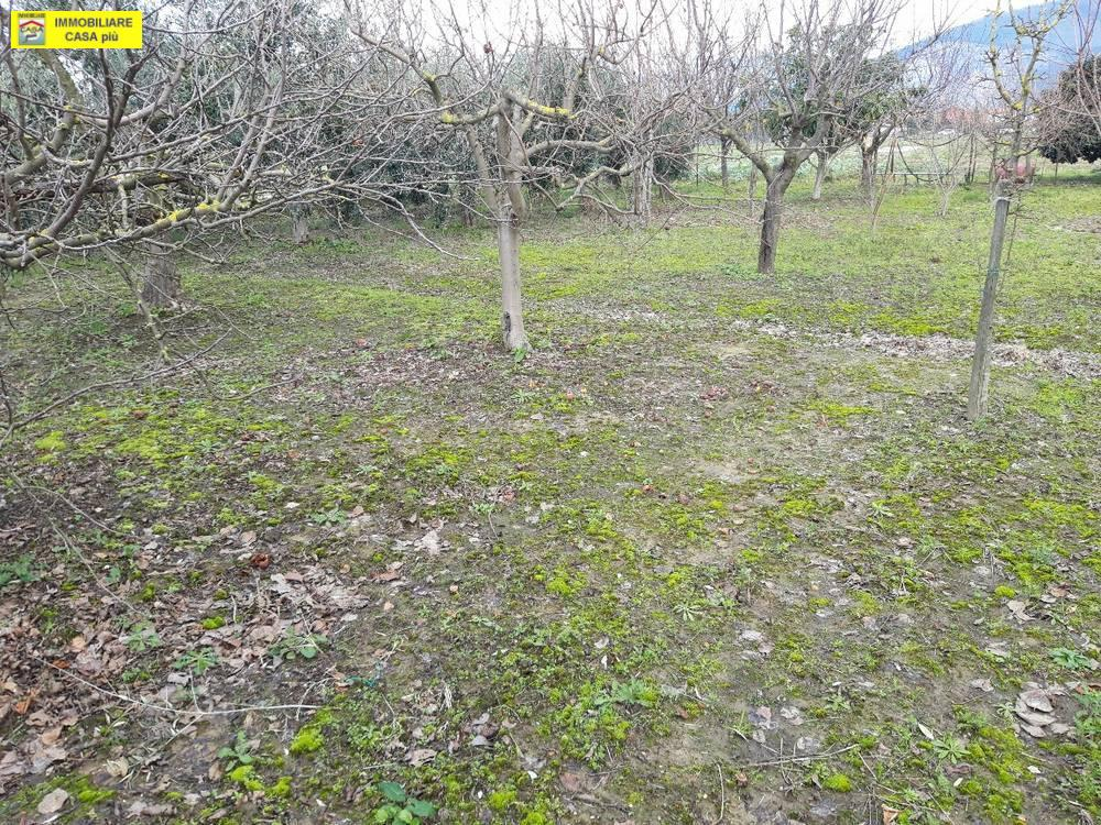 immagine annuncio 4 di 6