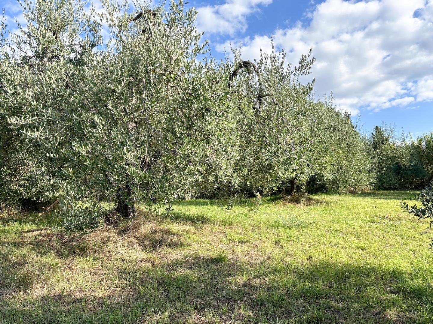 immagine annuncio 1 di 6