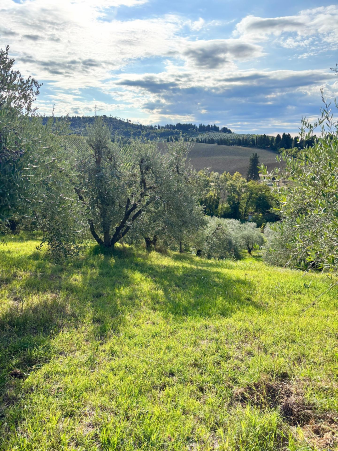 immagine annuncio 3 di 6