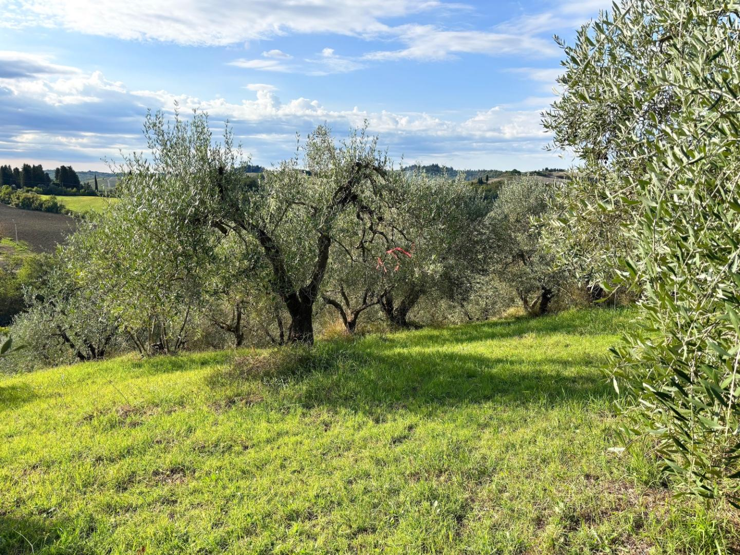 immagine annuncio 4 di 6