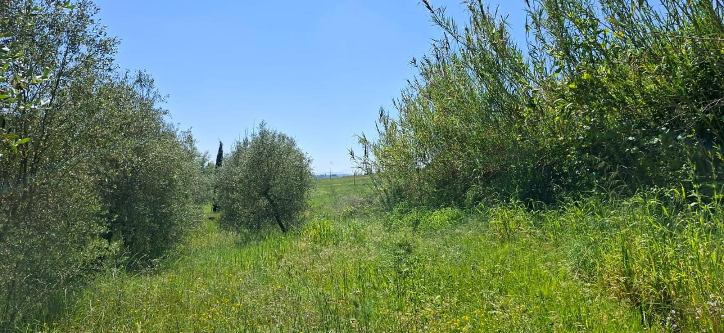 immagine annuncio 3 di 4
