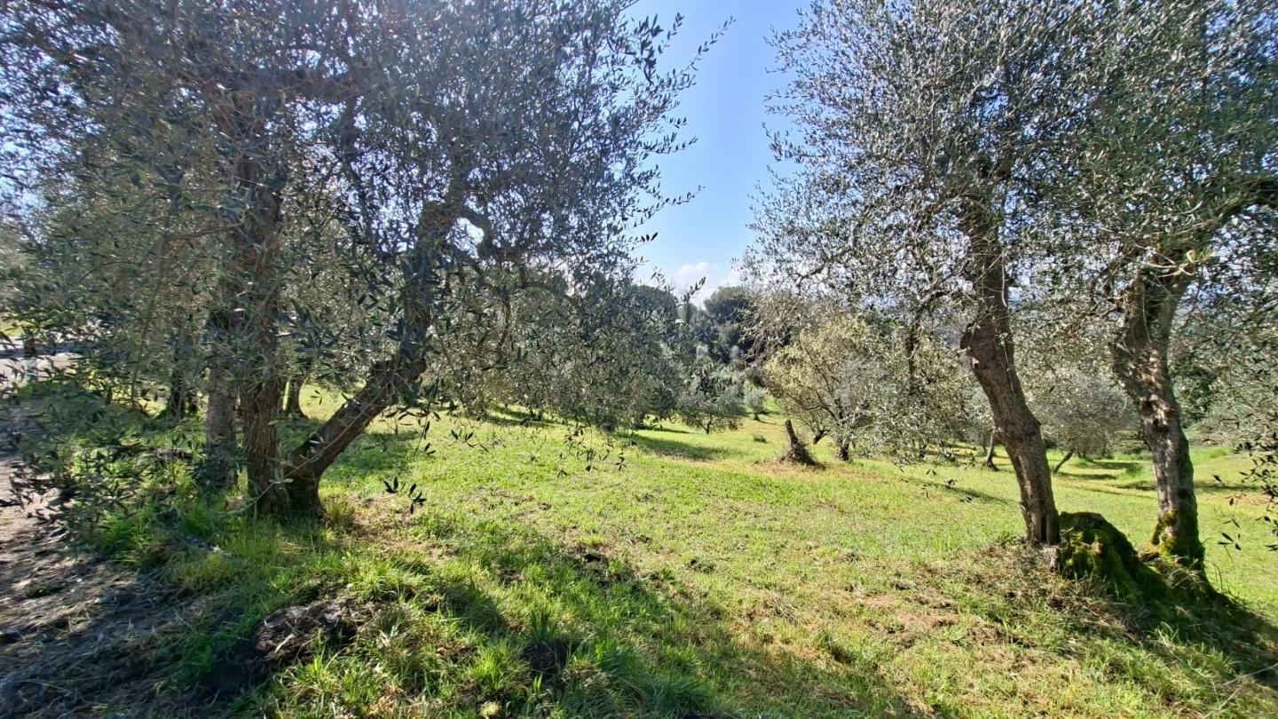 immagine annuncio 2 di 8