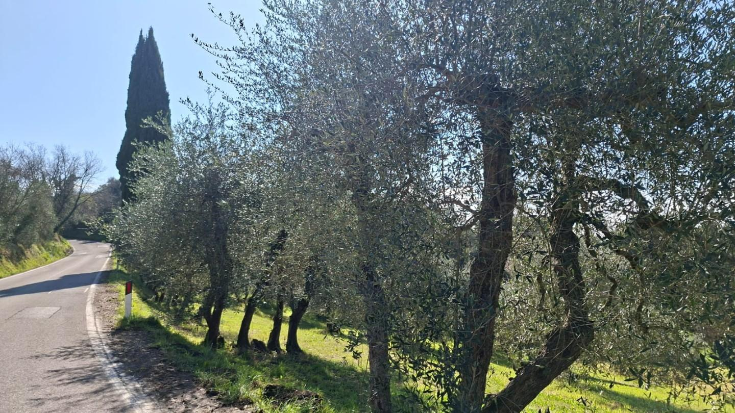 immagine annuncio 7 di 8