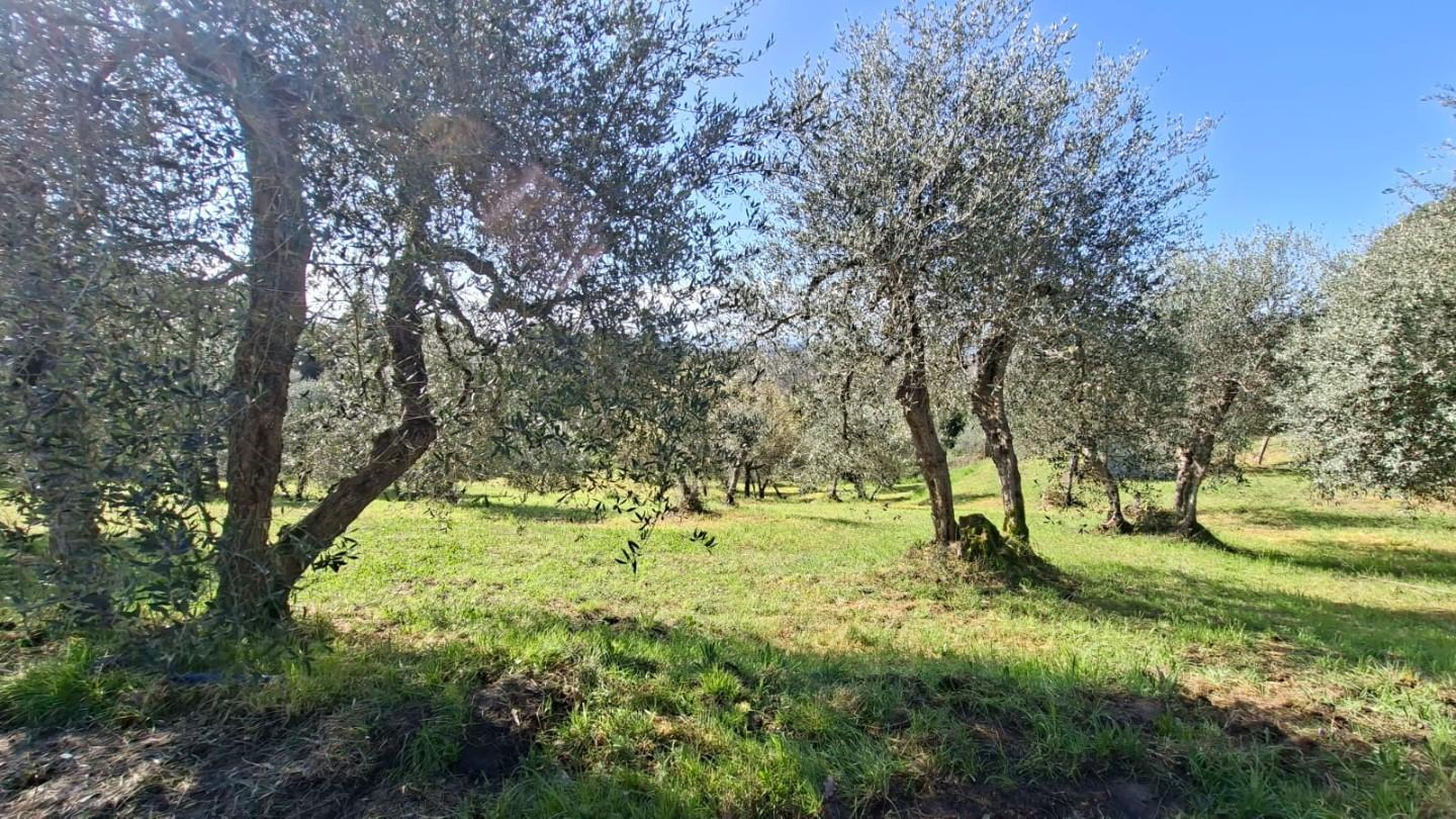 immagine annuncio 5 di 8