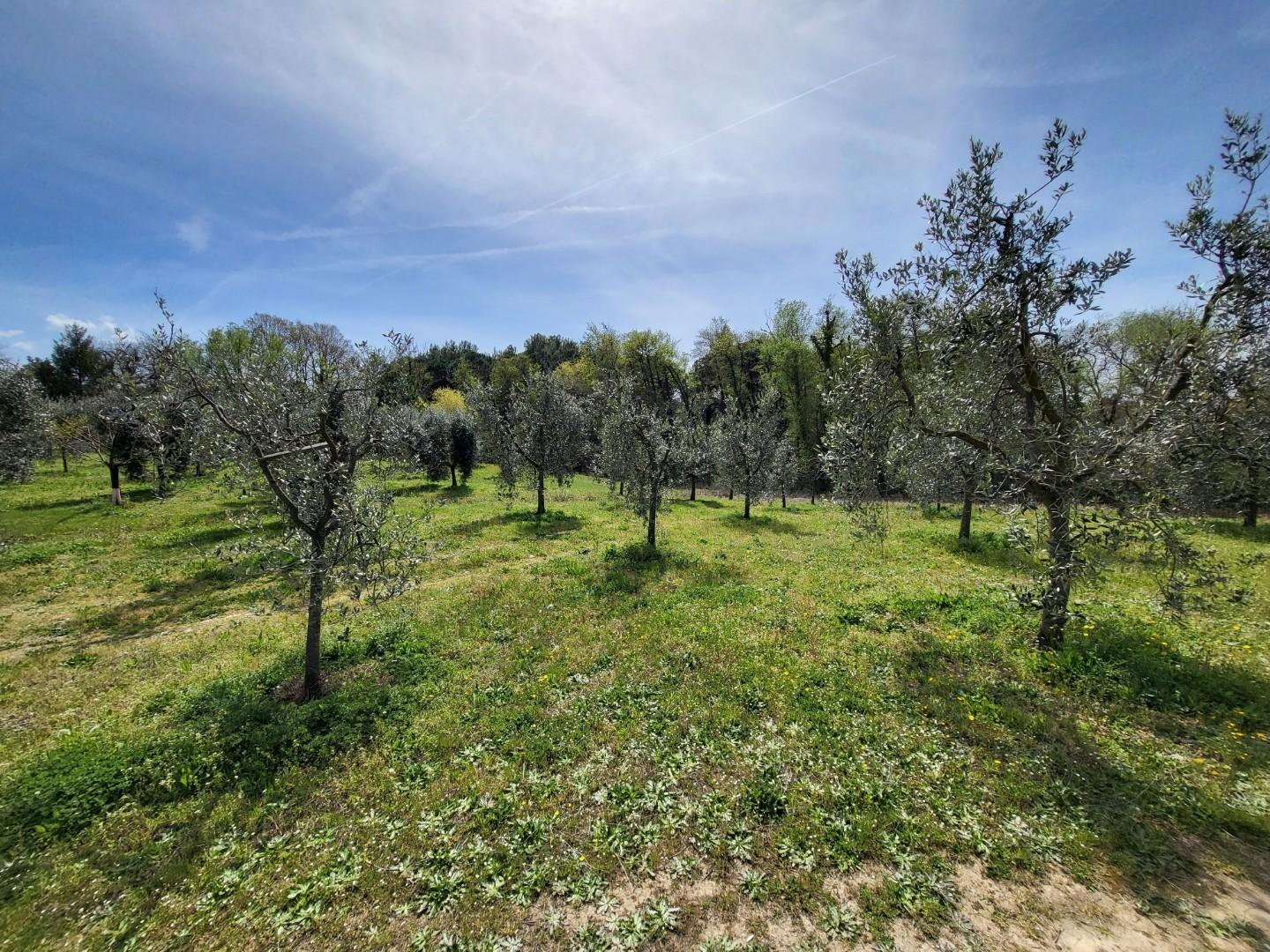 immagine annuncio 6 di 7