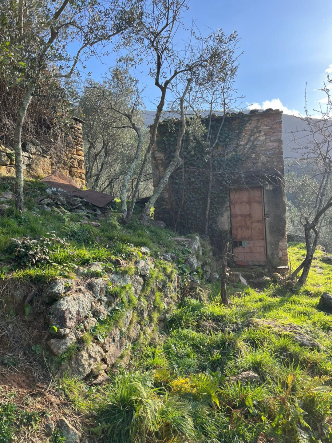 immagine annuncio 8 di 10