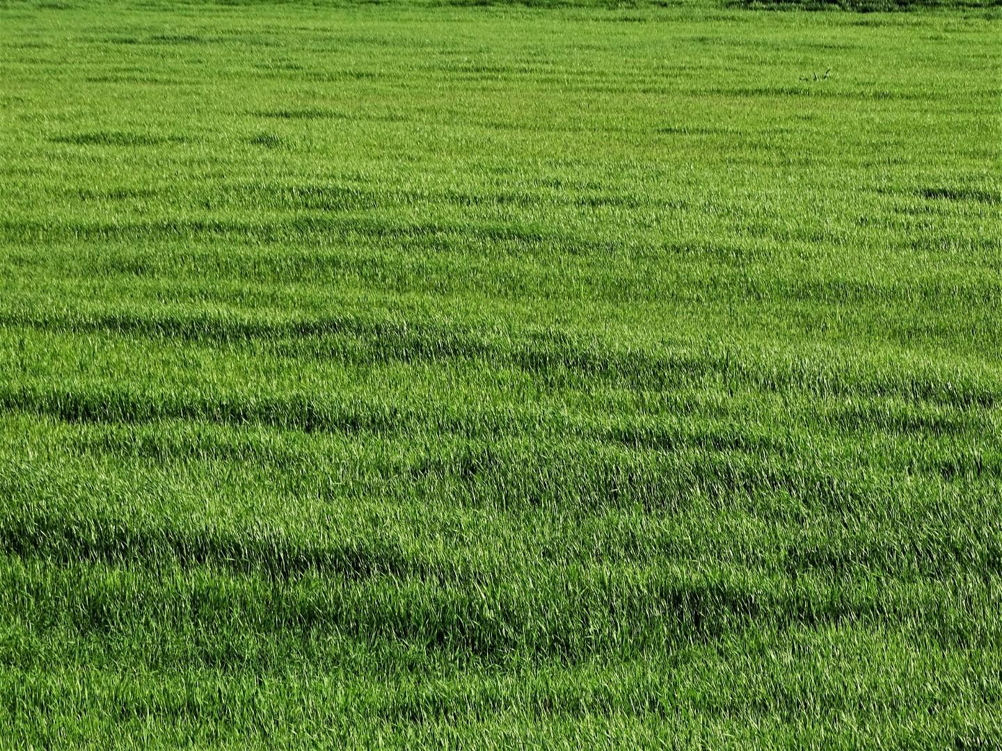 terreno agricolo in vendita a Castelfiorentino