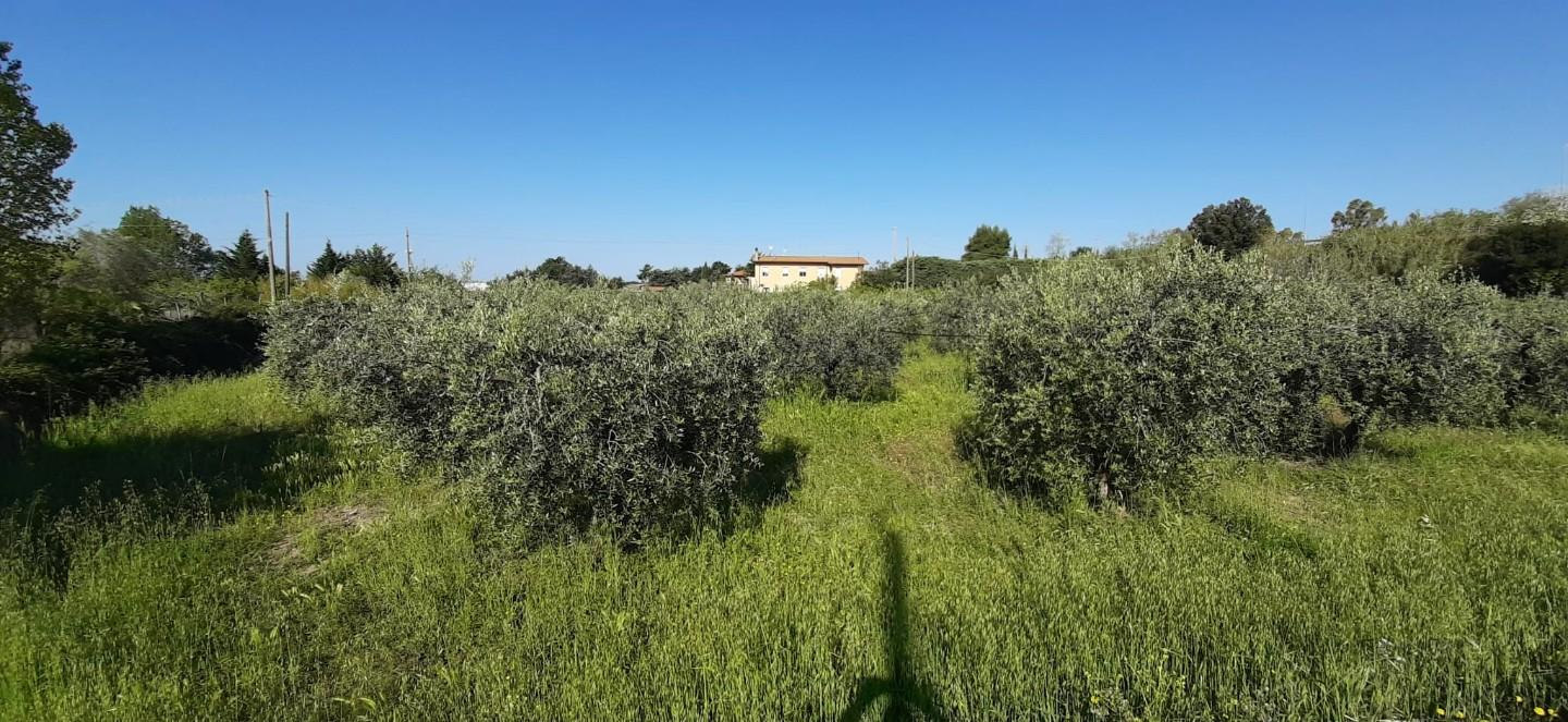 immagine annuncio 3 di 8