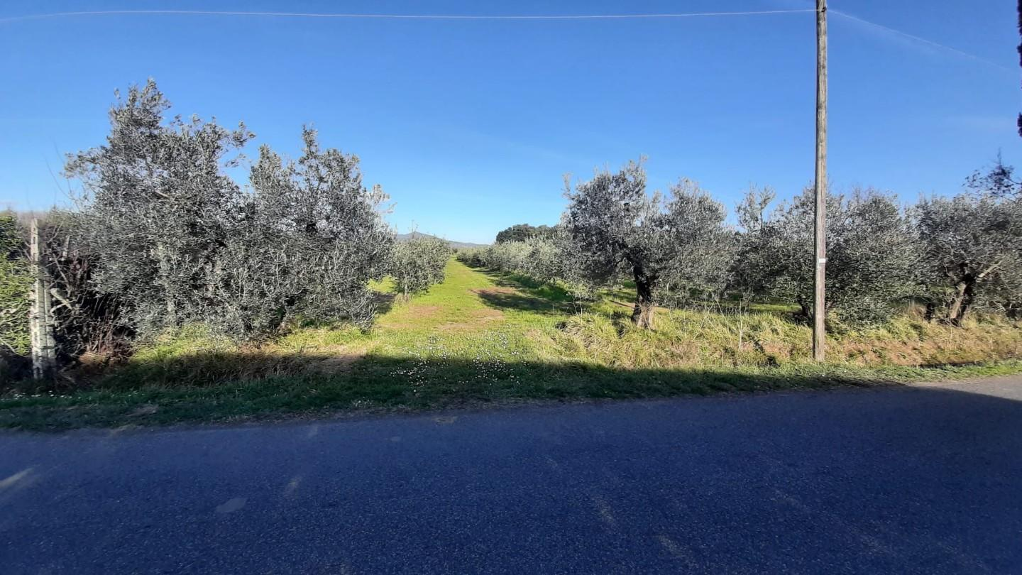 immagine annuncio 4 di 6