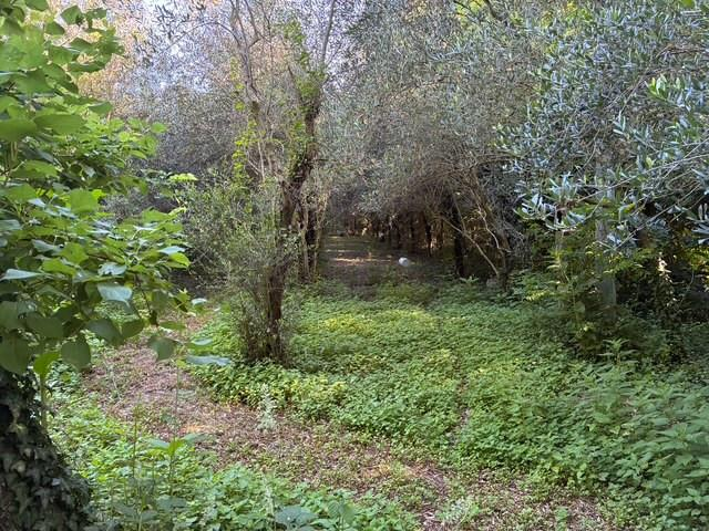 immagine annuncio 3 di 6