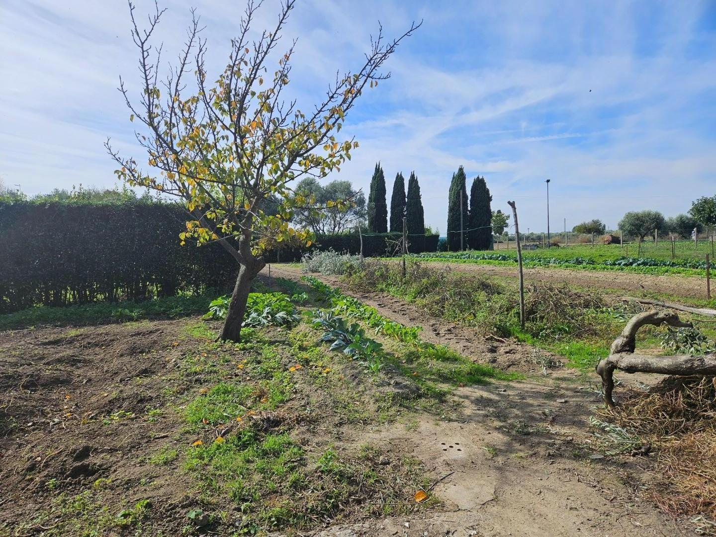 casa indipendente in vendita a Cascina in zona Navacchio