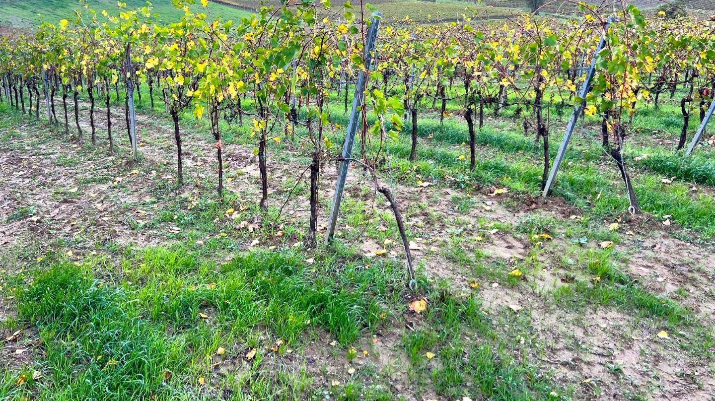 immagine annuncio 2 di 3