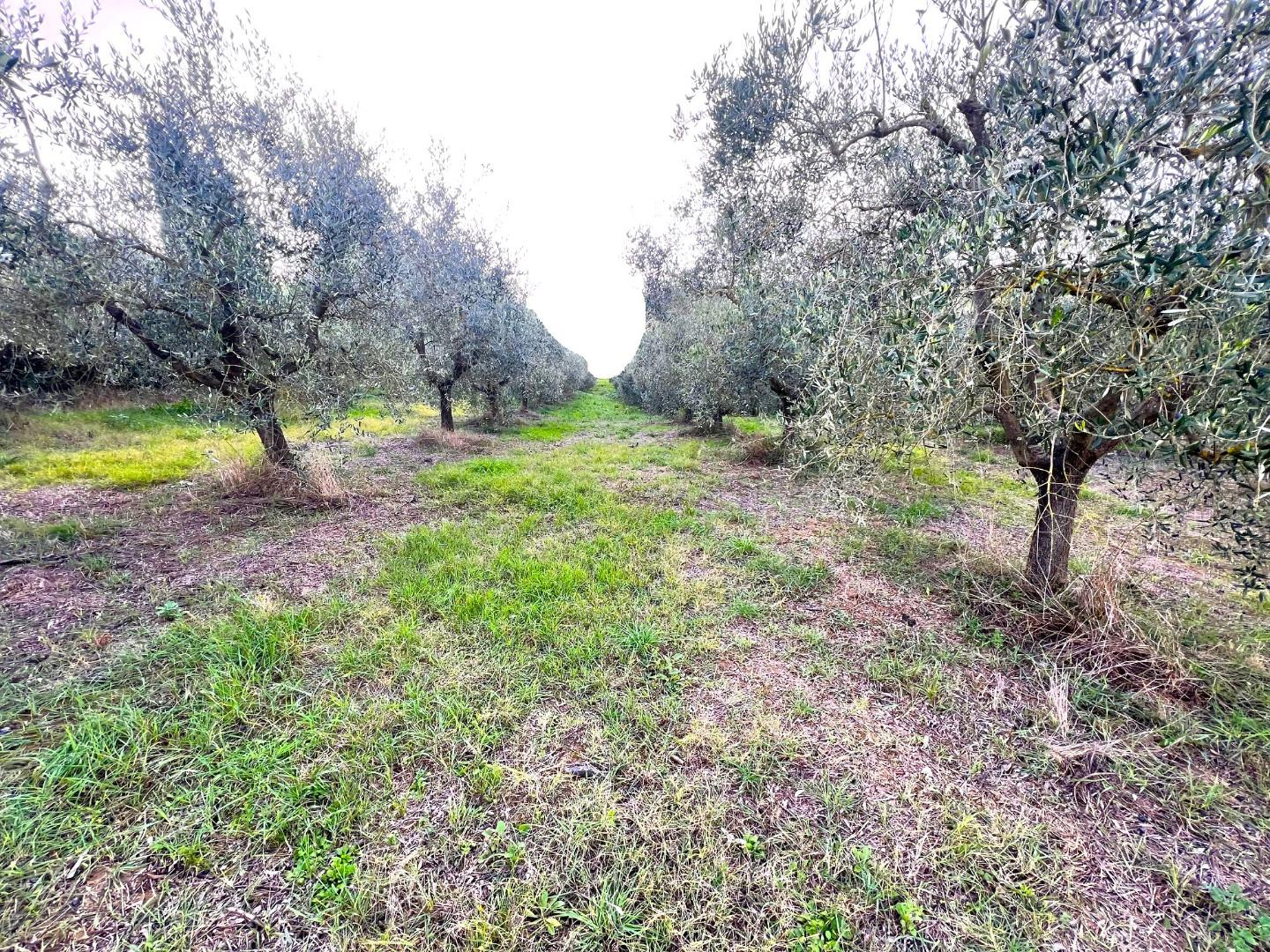 terreno agricolo in vendita a Cerreto Guidi