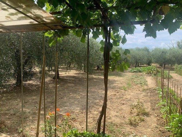 immagine annuncio 3 di 6