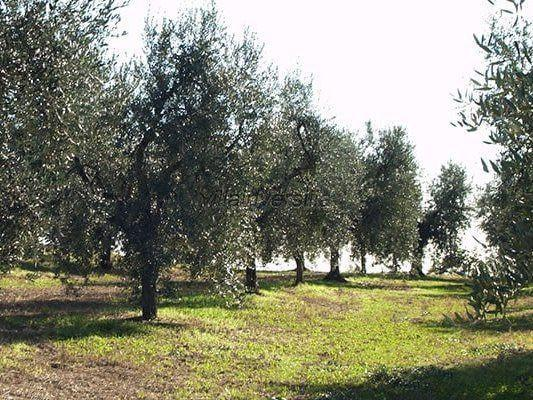 immagine annuncio 2 di 6