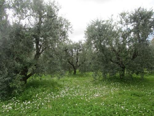 immagine annuncio 6 di 7