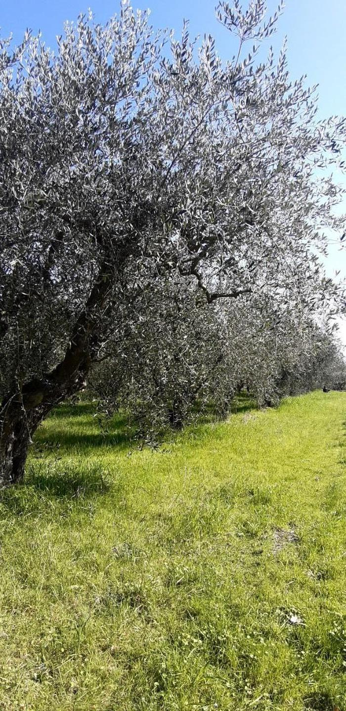 immagine annuncio 2 di 6