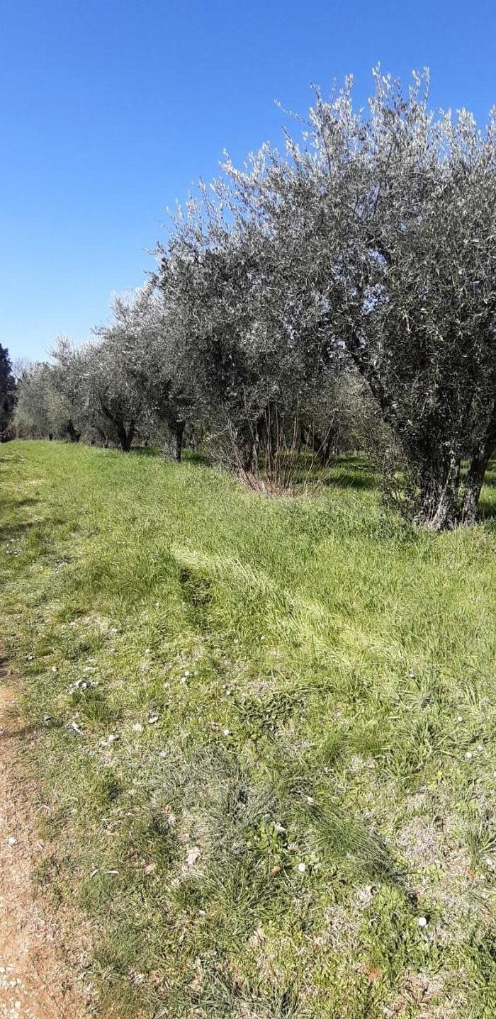 immagine annuncio 1 di 6