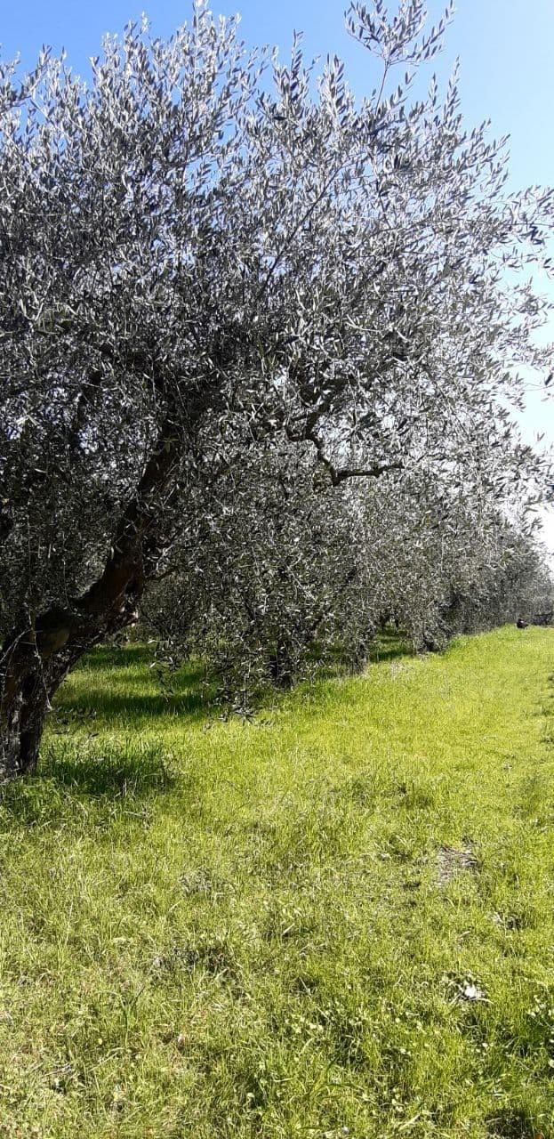 immagine annuncio 5 di 6