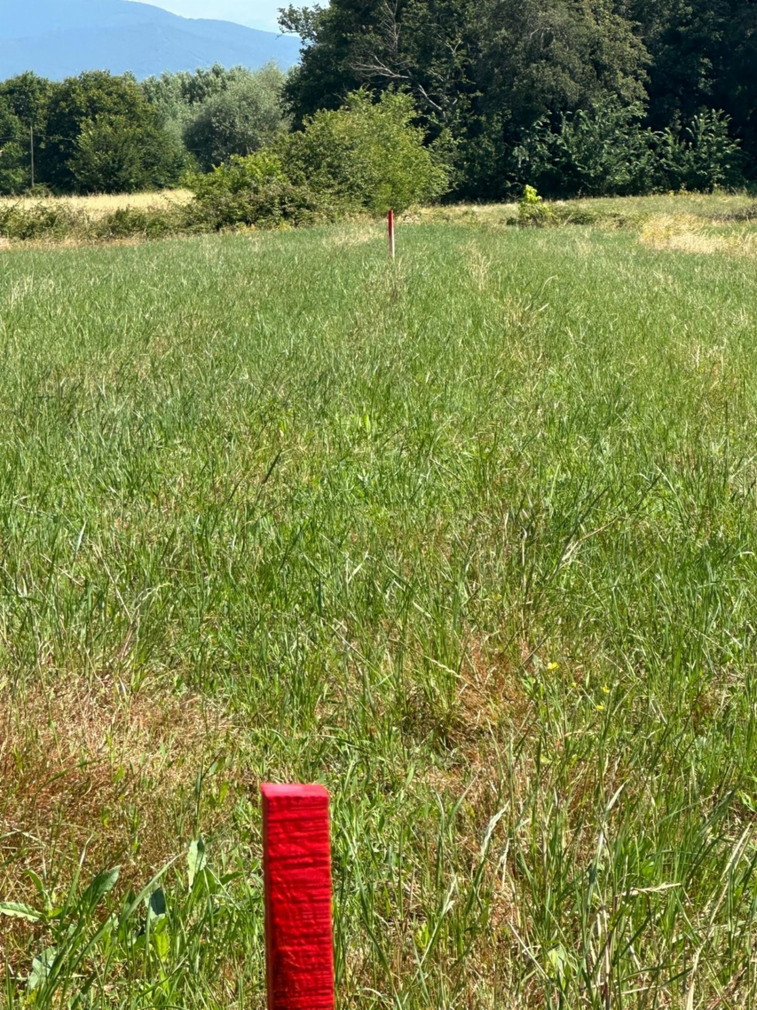 terreno agricolo in vendita a Casciana Terme Lari in zona Quattro Strade