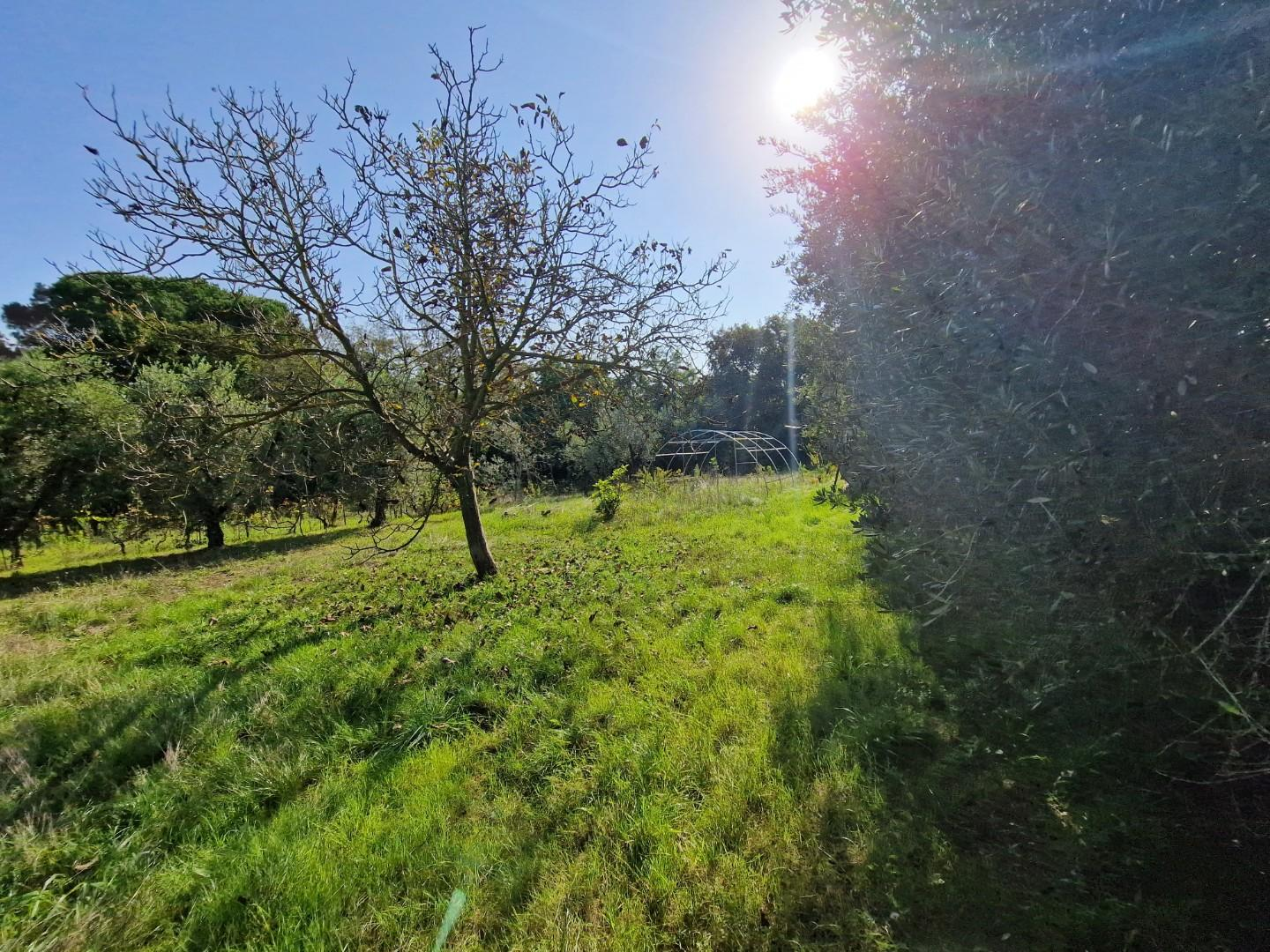 immagine annuncio 3 di 6