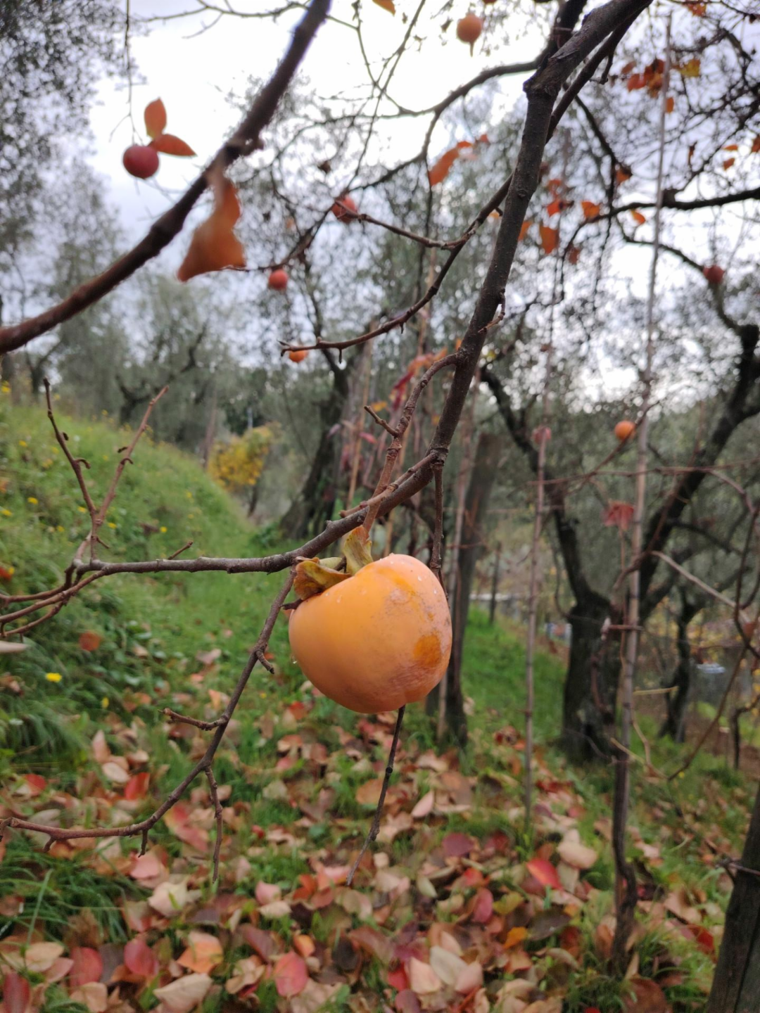 immagine annuncio 4 di 8
