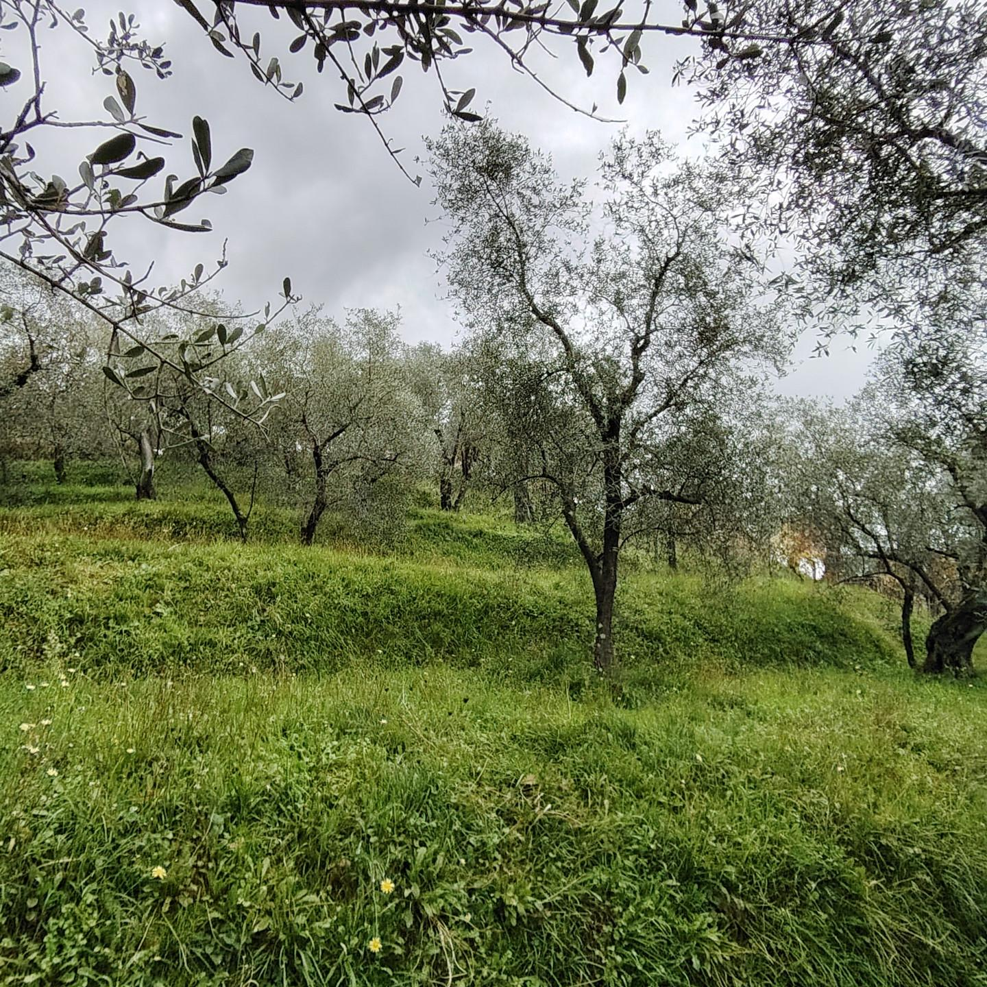 immagine annuncio 7 di 8