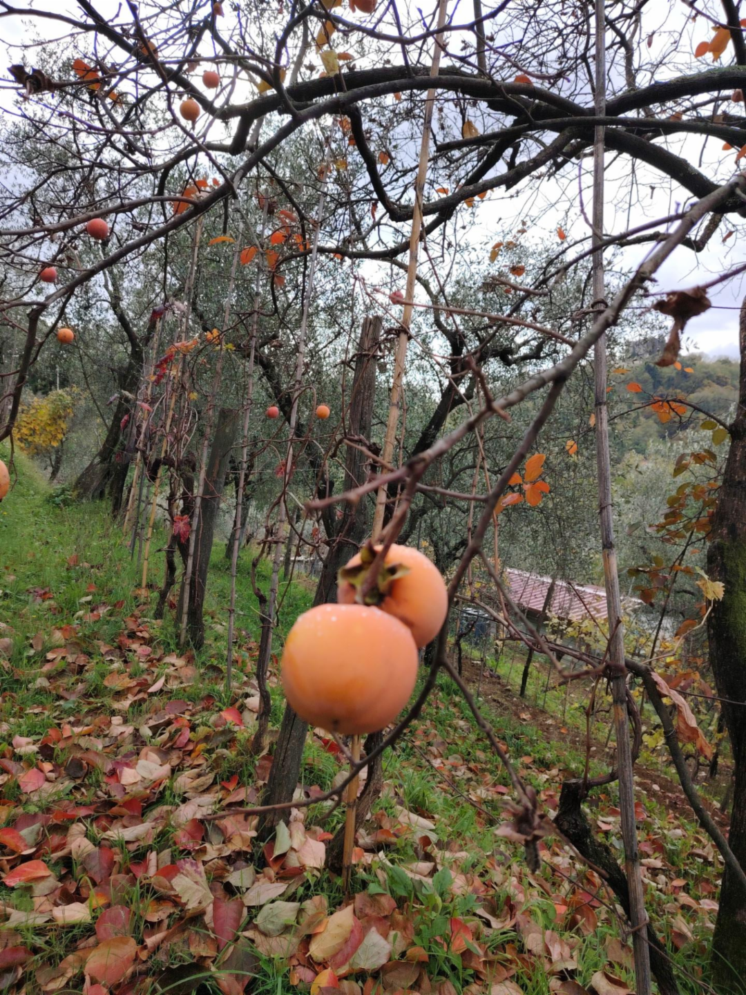 immagine annuncio 2 di 8