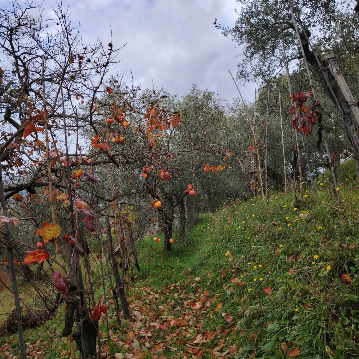 immagine annuncio 6 di 8