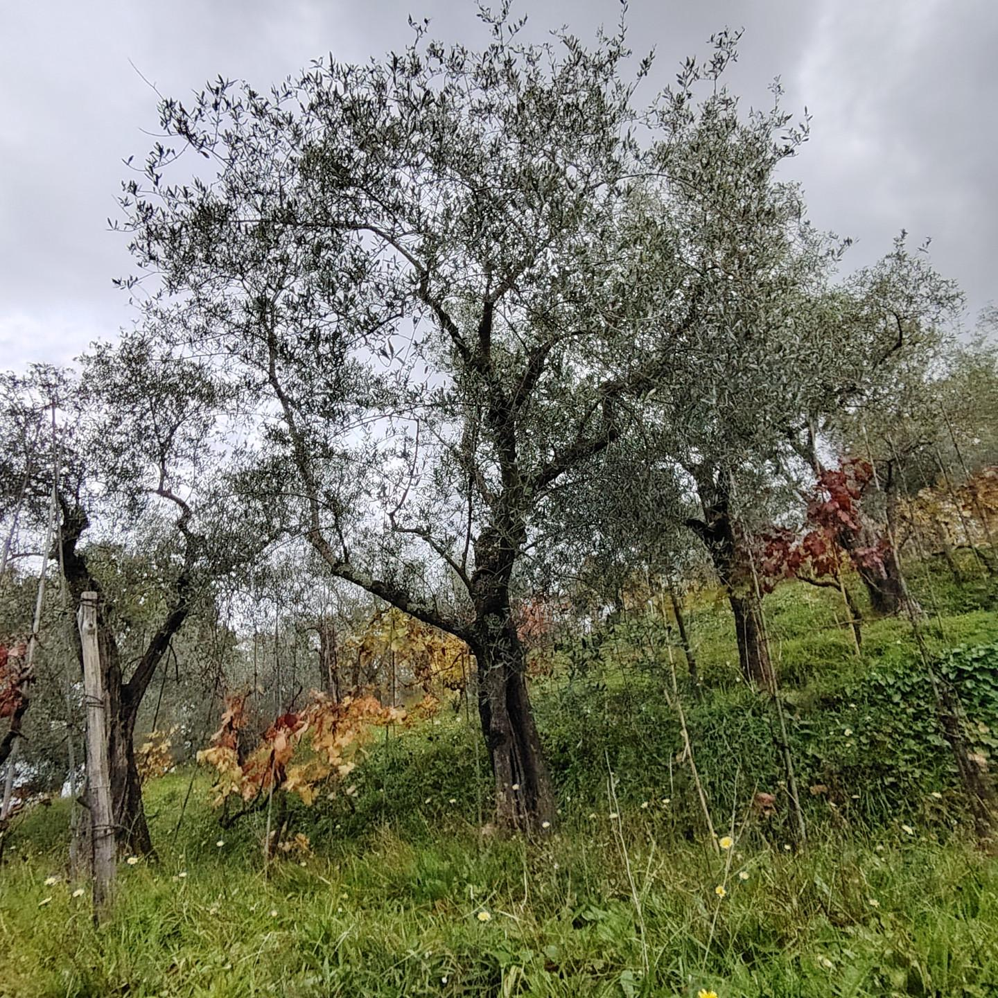 immagine annuncio 5 di 8