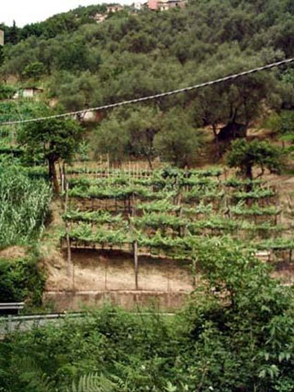 immagine annuncio 4 di 6