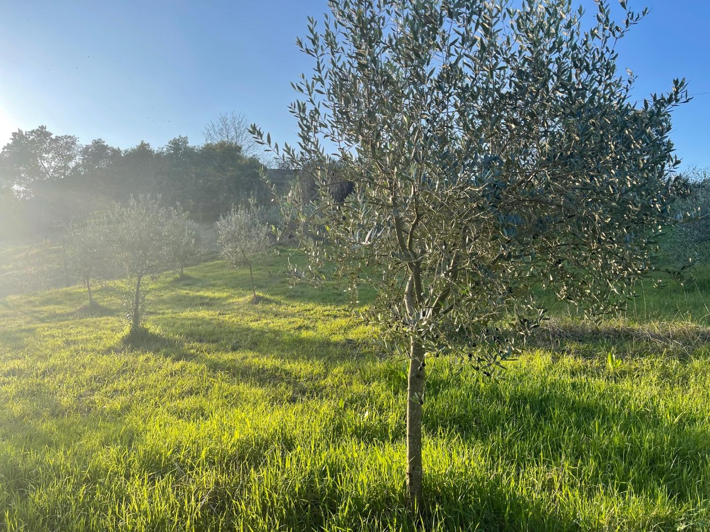 immagine annuncio 2 di 6