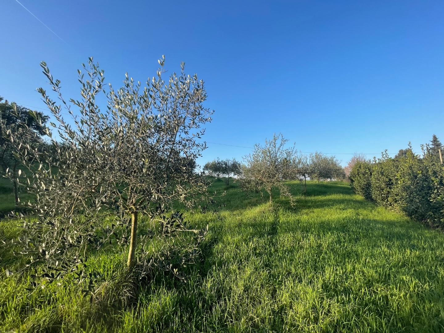 immagine annuncio 5 di 6