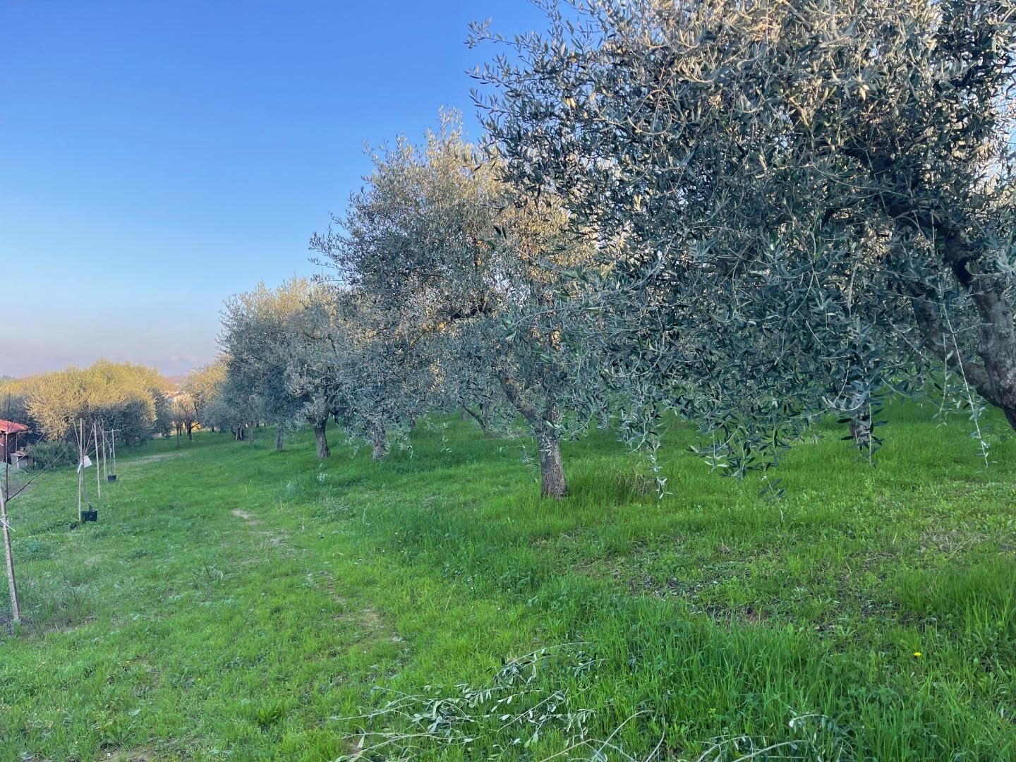 immagine annuncio 8 di 9